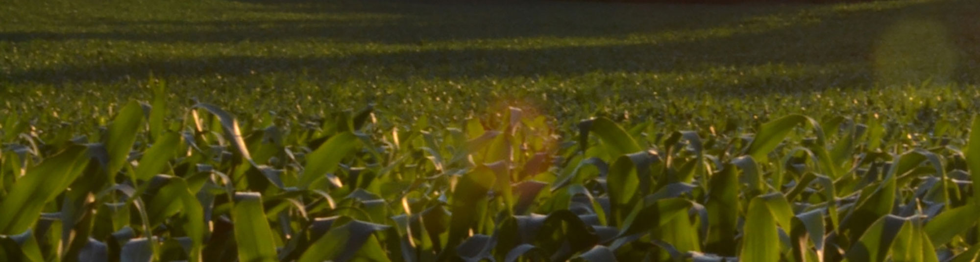 Grönsaksfält i skymning, Findus Foodservices